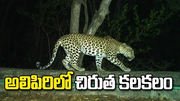 అలిపిరి కాలినడక మార్గంలో చిరుత కలకలం.. భయాందోళనలో భక్తులు