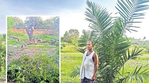 Mango: మామిడి చెట్లను నరికేస్తున్న రైతులు  