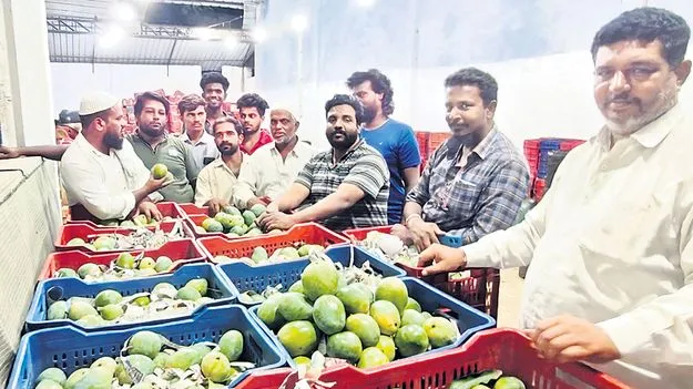 Mangoes: సీజన్‌ చివర్లో మామిడికి రికార్డు ధరలు 