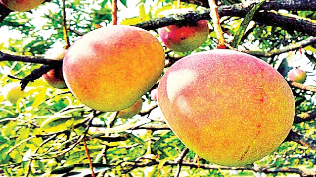 mango price hike ఊరిస్తున్న మామిడి