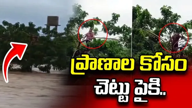 భారీ వరదలు.. ప్రాణాలు కాపాడుకునేందుకు చెట్టు పైకి ఎక్కిన యువకుడు..