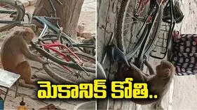 మెకానిక్ కోతి.. సైకిల్‌కు ఎలా పంక్చర్ వేస్తోందో చూడండి.. 
