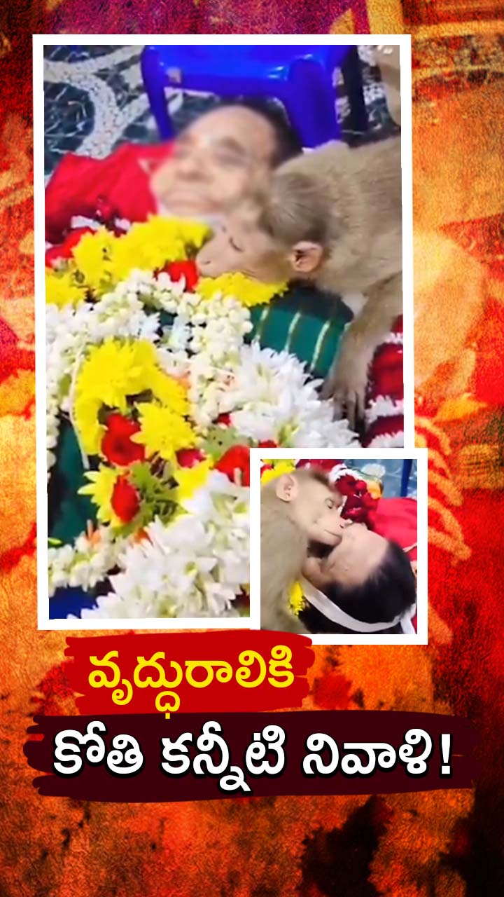 వృద్ధురాలికి వానరం కన్నీటి వీడ్కోలు!
