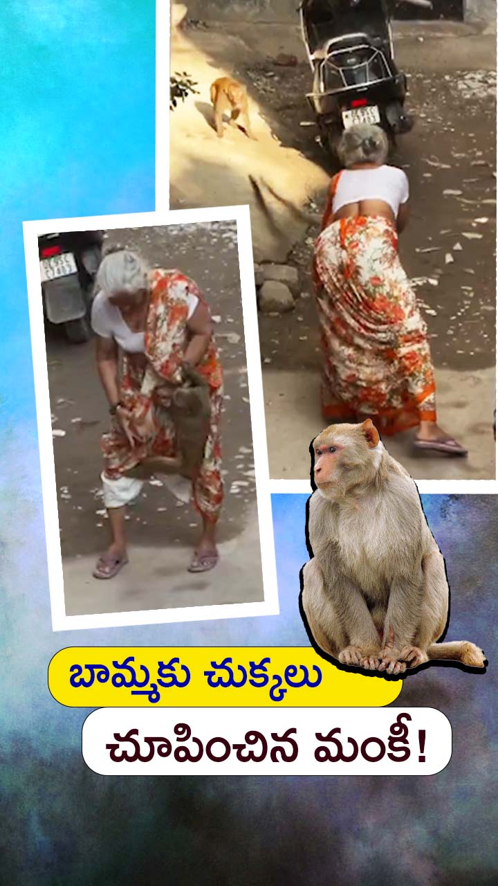 బామ్మకు చుక్కలు చూపించిన మంకీ!