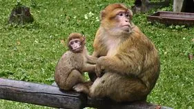 టూరిస్టులు తెచ్చే జంక్ ఫుడ్‌తో అవస్థలు.. ఎర్ర మట్టిని తింటున్న కోతులు