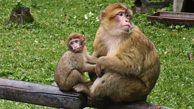 టూరిస్టులు తెచ్చే జంక్ ఫుడ్‌తో అవస్థలు.. ఎర్ర మట్టిని తింటున్న కోతులు