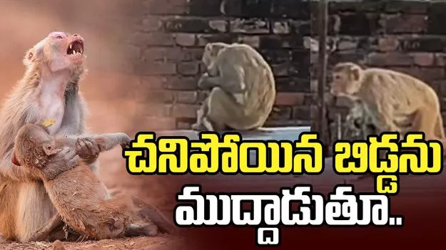 కంటతడి పెట్టిస్తున్న తల్లి కోతి వీడియో.. చనిపోయిన బిడ్డను పట్టుకుని..