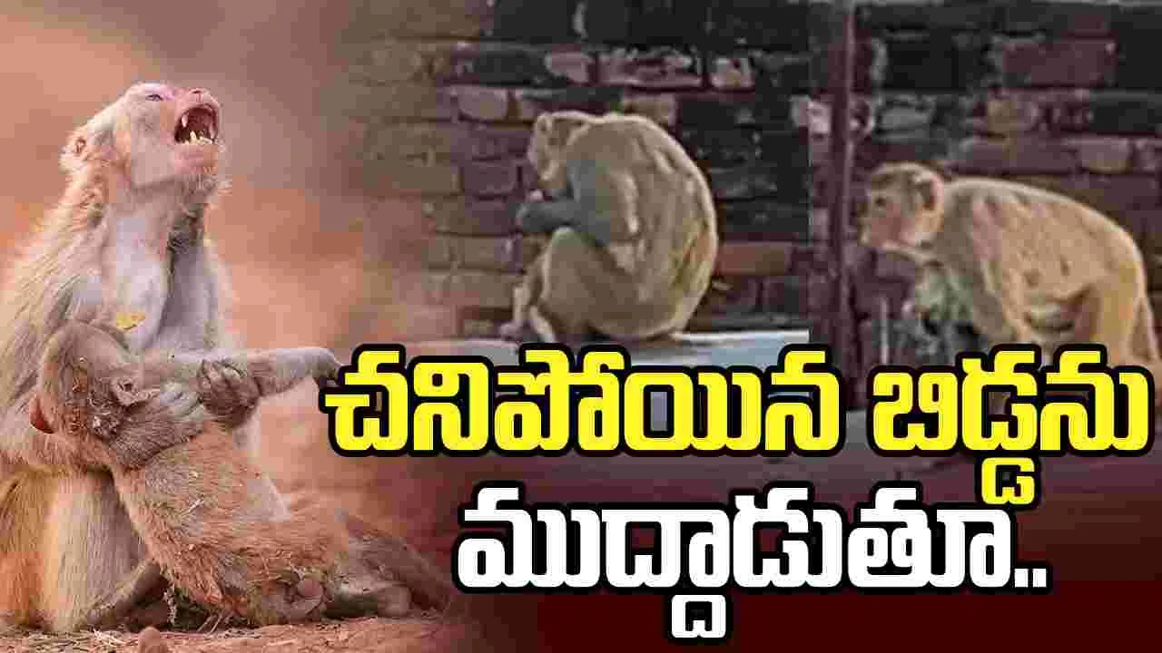 కంటతడి పెట్టిస్తున్న తల్లి కోతి వీడియో.. చనిపోయిన బిడ్డను పట్టుకుని