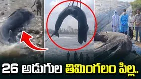 ఒడ్డుకు కొట్టుకొచ్చిన 26 అడుగుల తిమింగలం పిల్ల.. చివరికి..