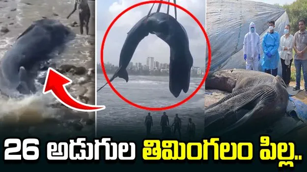 ఒడ్డుకు కొట్టుకొచ్చిన 26 అడుగుల తిమింగలం పిల్ల.. చివరికి..