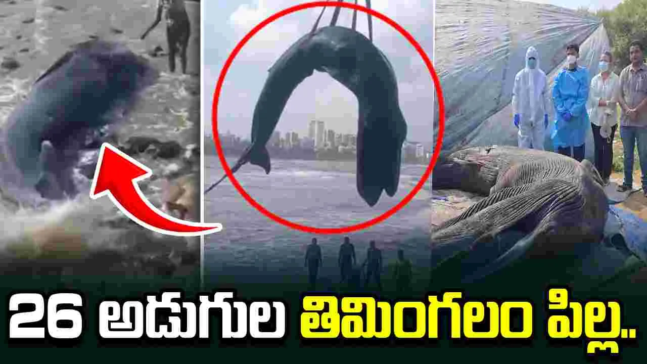 ఒడ్డుకు కొట్టుకొచ్చిన 26 అడుగుల తిమింగలం పిల్ల.. చివరికి..