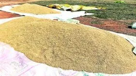 ‘మద్దతు’కు మించి.. పెరుగుతున్న ధాన్యం, మక్కల ధరలు