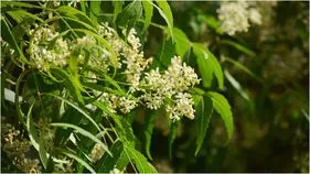 ఉగాది పచ్చడిలో వేపపూత ఎందుకు వాడతారు? దాని వెనుక అర్థమేమిటి?