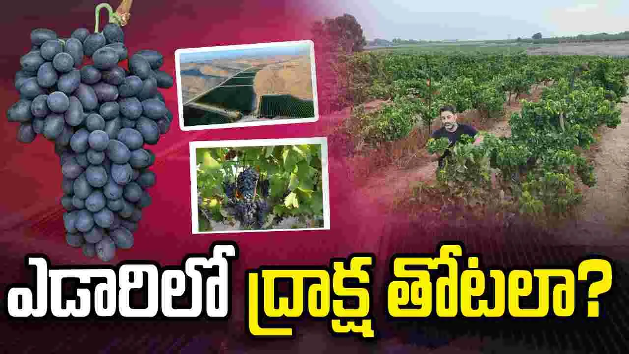  ప్రపంచ వైన్ మ్యాప్‌లో ఇజ్రాయెల్ 'నెగెవ్ ఎడారి'.. అంతర్జాతీయ గుర్తింపు!