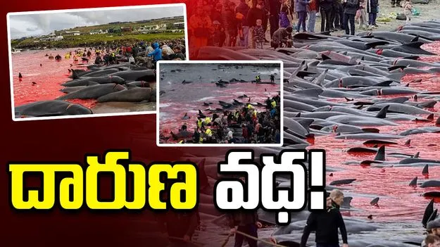 సముద్రంలో రక్తపాతం.. 700 తిమింగలాలు, డాల్ఫిన్‌ల దారుణ వధ!