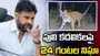 పులి సంచారంపై హై అలర్ట్.. పవన్ కళ్యాణ్ కీలక ఆదేశాలు