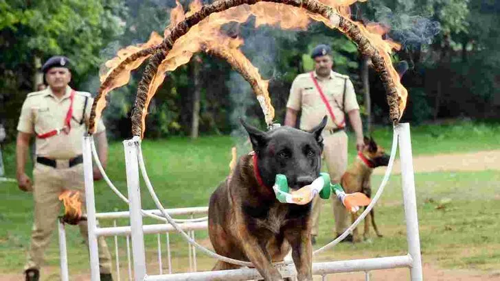 80వ స్వాతంత్య్ర దినోత్సవం సందర్భంగా ఆకట్టుకున్న డాగ్ స్క్వాడ్ విన్యాసాలు