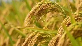 మీకూ 'రైతు భరోసా'.. డబ్బులు! 