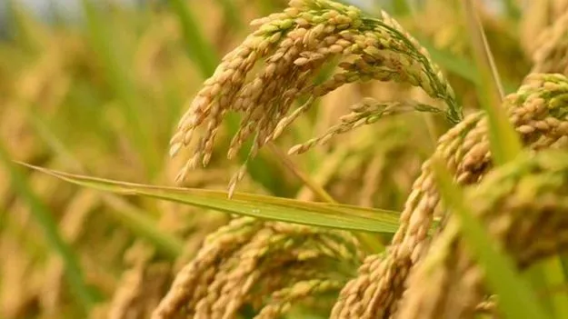 మీకూ 'రైతు భరోసా'.. డబ్బులు! 