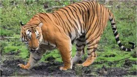 పోలవరం జిల్లాలో పెద్దపులి టెన్షన్.. గజగజ వణుకుతున్న ప్రజలు