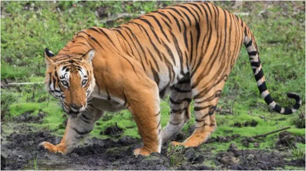 ఆవును చంపిన పెద్ద పులి.. పోలవరం ప్రాంతంలో భయాందోళన