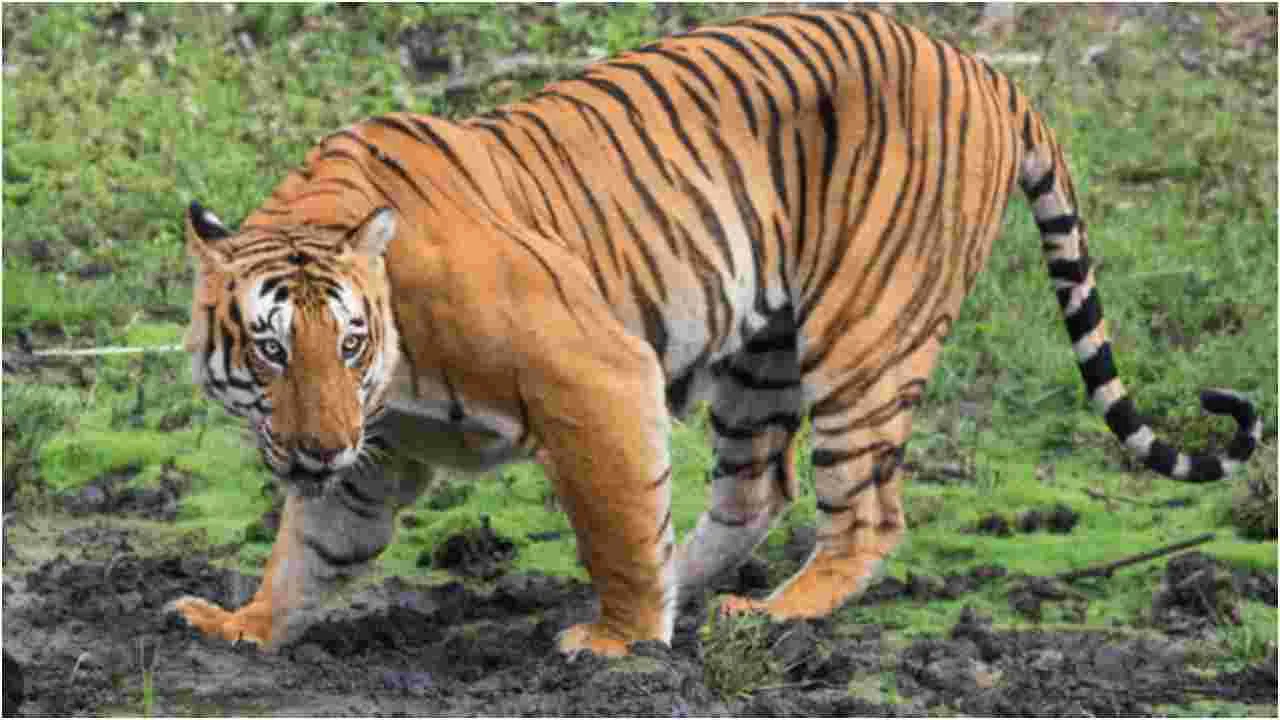 ఆవును చంపిన పెద్ద పులి.. పోలవరం ప్రాంతంలో భయాందోళన