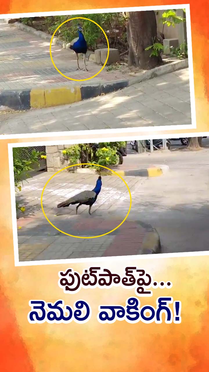 నగర వీధుల్లో నెమలి వాకింగ్... వీడియో వైరల్!