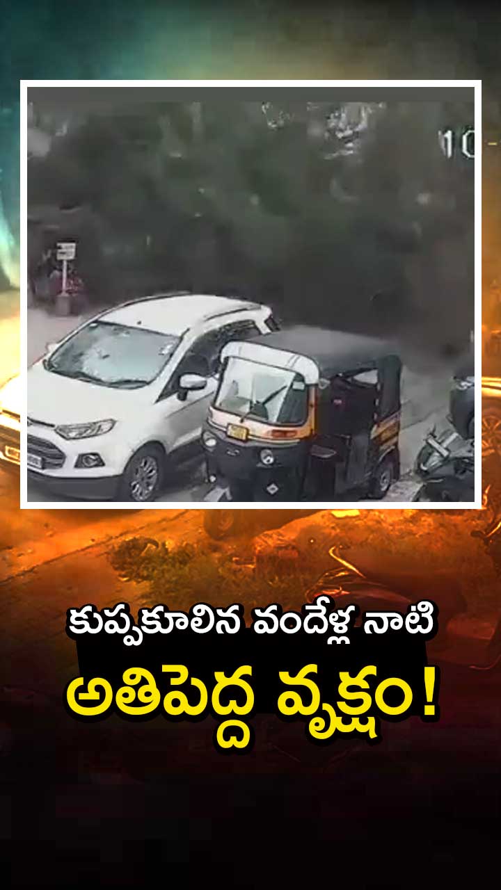 పుణెలో కుప్పకూలిన భారీ వృక్షం!