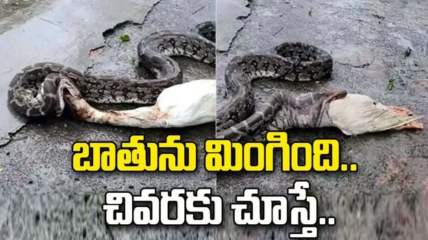 బాతును అమాంతం మింగేసిన కొండచిలువ.. తర్వాత ఏం జరిగిందంటే.. 
