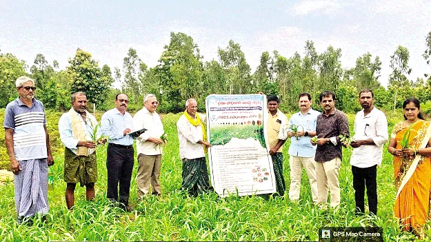 నవధాన్యాల సాగుతో భూసారం పెరుగుదల
