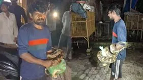 మేకను తినేందుకు వచ్చిన కొండచిలువ.. మద్యం మత్తులో యువకుడు ఏం చేశాడంటే..