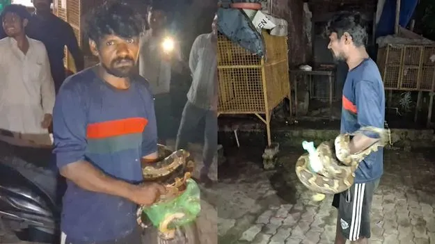 మేకను తినేందుకు వచ్చిన కొండచిలువ.. మద్యం మత్తులో యువకుడు ఏం చేశాడంటే..