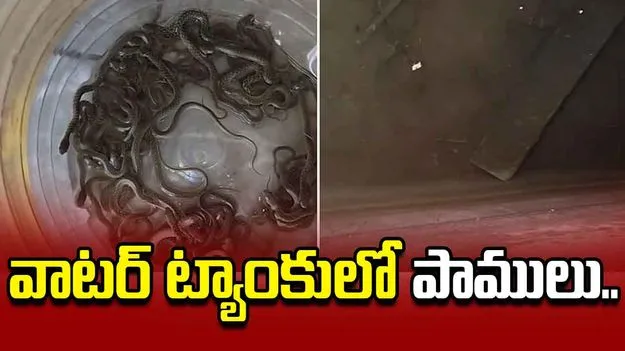 భయానక దృశ్యం.. ఇంటి వాటర్ ట్యాంకులో 27 పాములు