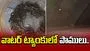 భయానక దృశ్యం.. ఇంటి వాటర్ ట్యాంకులో 27 పాములు