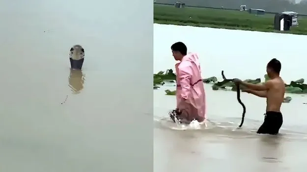 భారీ వరదలు.. చైనీయులను వణికిస్తున్న పాములు.. వీడియో వైరల్..