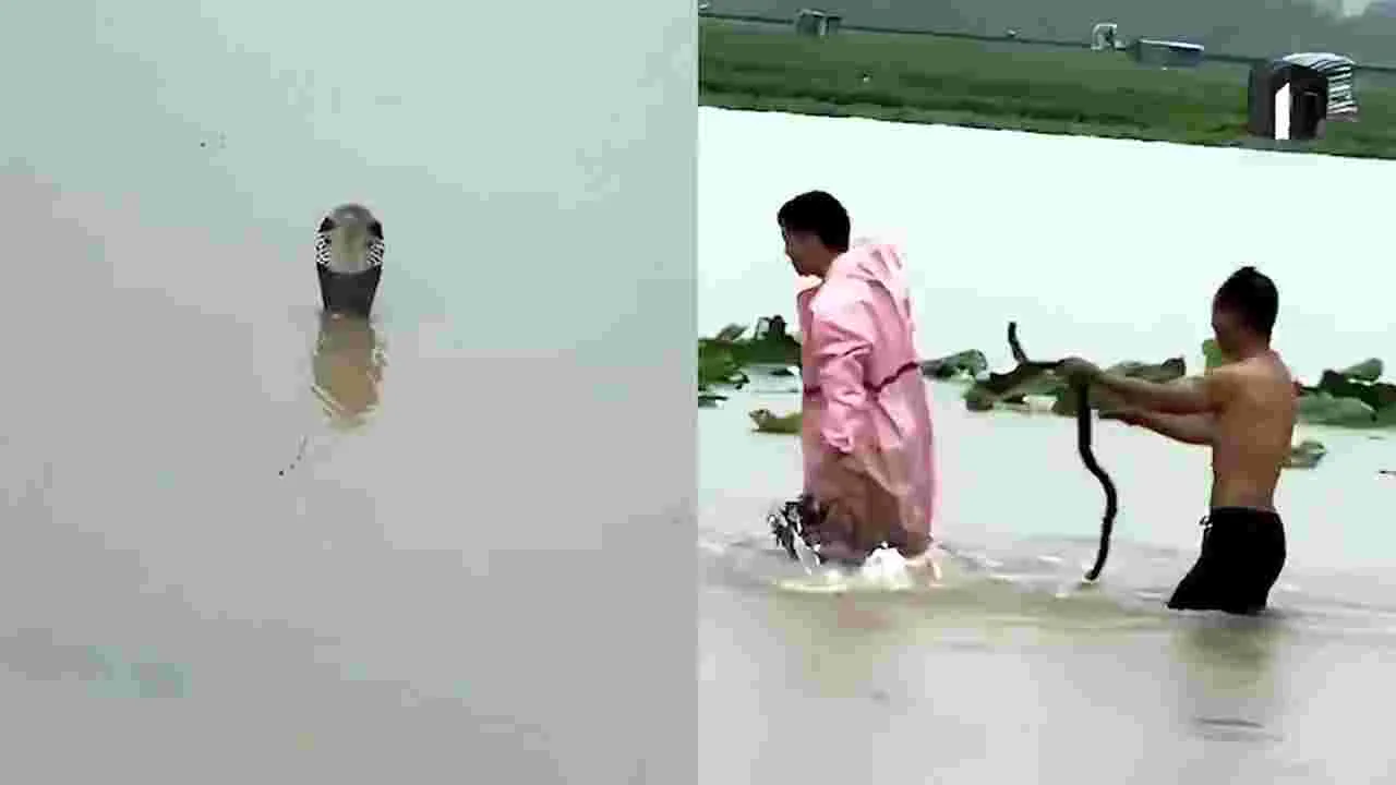 భారీ వరదలు.. చైనీయులను వణికిస్తున్న పాములు.. వీడియో వైరల్..