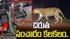 నంద్యాల జిల్లా సున్నిపెంటలో చిరుత సంచారం.. భయాందోళనలో స్థానికులు..