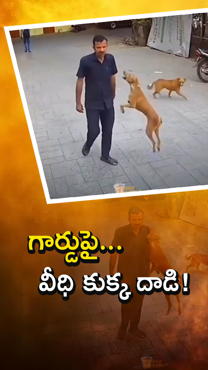 ముంబైలో స్కూల్ గార్డుపై వీధి కుక్క దాడి!