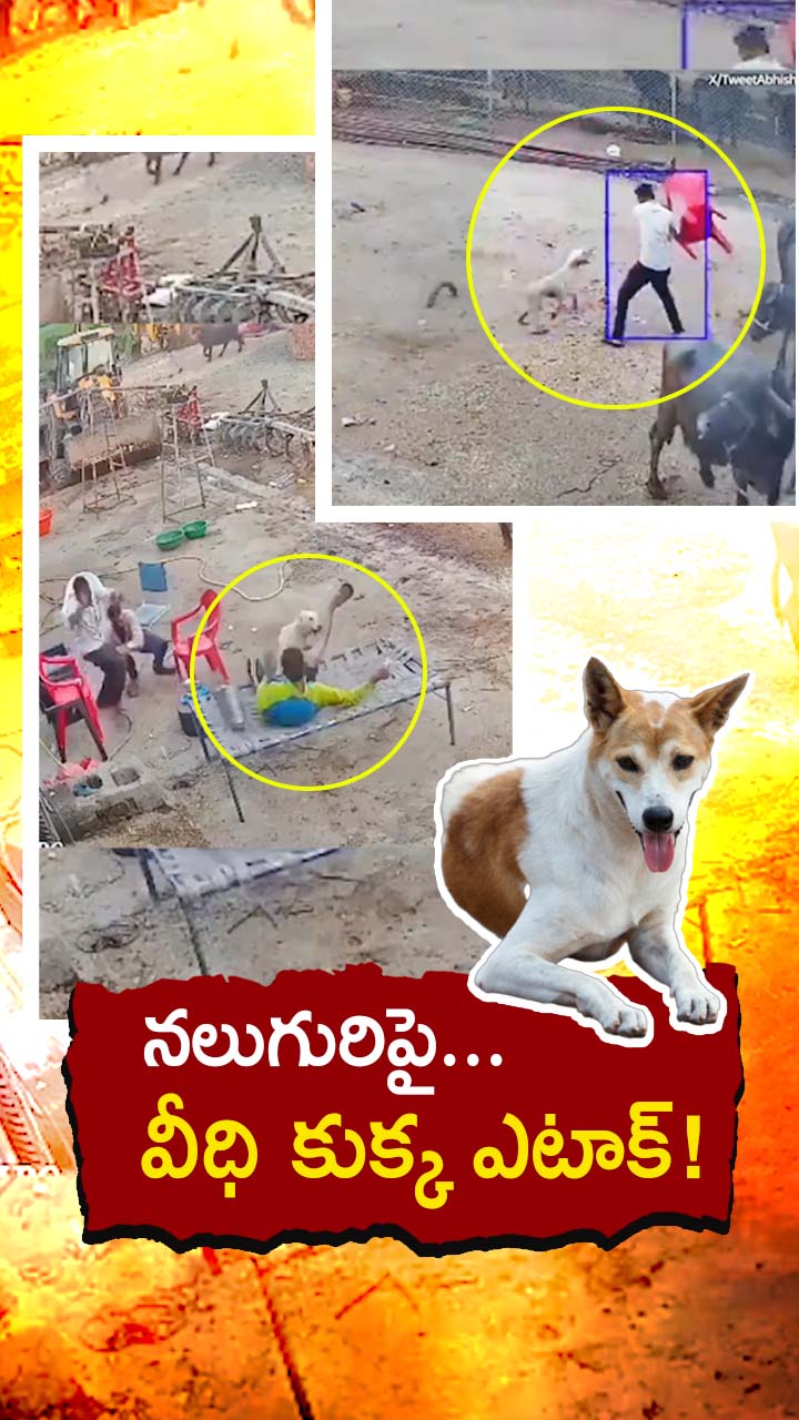 మధ్యప్రదేశ్‌లో రెచ్చిపోయిన వీధికుక్క!