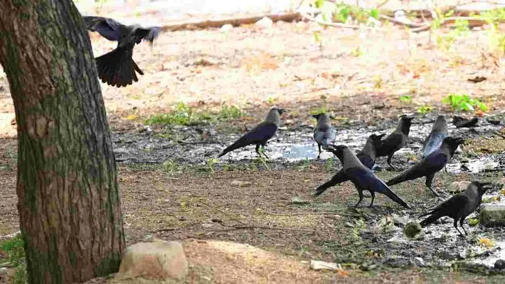 భానుడి భగభగలు.. అల్లాడుతున్న జీవులు