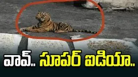 వావ్.. సూపర్ ఐడియా.. పులి బొమ్మను ఇలా కూడా ఉపయోగించుకోవచ్చా.. 