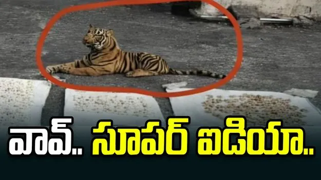 వావ్.. సూపర్ ఐడియా.. పులి బొమ్మను ఇలా కూడా ఉపయోగించుకోవచ్చా.. 