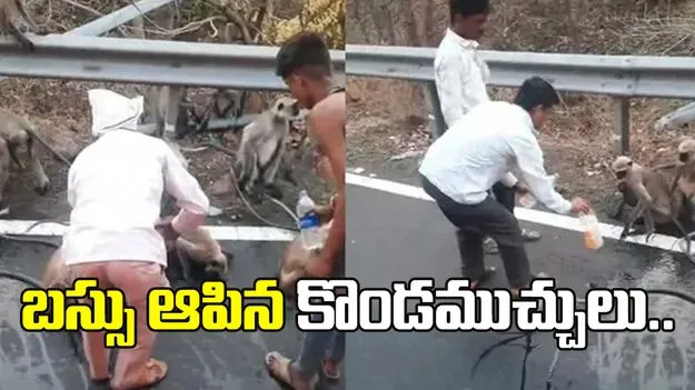 నీళ్ల కోసం బస్సు ఆపిన కొండముచ్చులు.. వైరల్‌గా మారిన వీడియో..