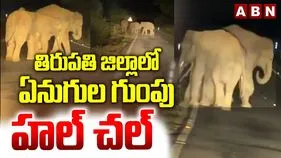 తిరుమల ఘాట్‌ రోడ్డులో ఏనుగుల గుంపు.. అరగంట పాటు స్తంభించిన ట్రాఫిక్ 