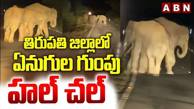 తిరుమల ఘాట్‌ రోడ్డులో ఏనుగుల గుంపు.. అరగంట పాటు స్తంభించిన ట్రాఫిక్ 