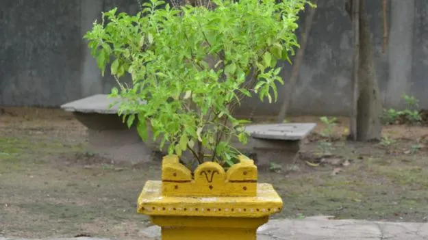 వేసవిలో తులసి మొక్క ఎండిపోకుండా ఉండాలంటే ఇలా చేయండి