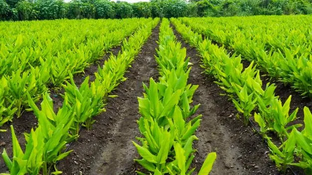 రైతులకు గుడ్ న్యూస్.. మంత్రి కీలక ఆదేశాలు..