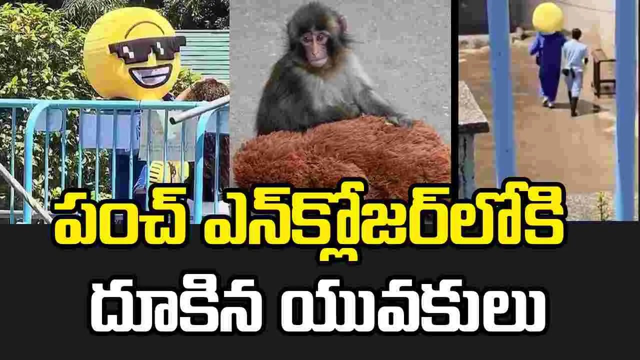 పంచ్ క్రేజ్ మామూలుగా లేదుగా.. ఎన్‌క్లోజర్‌లోకి దూకిన అమెరికన్లు.. 