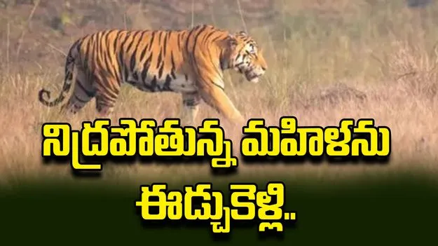 నిద్రపోతున్న మహిళను నోట కరిచి లాక్కెళ్లిన పులి!