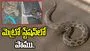 రెయిన్ ఎఫెక్ట్.. మెట్రో స్టేషన్‌‌లో అత్యంత ప్రమాదకరమైన పాము..